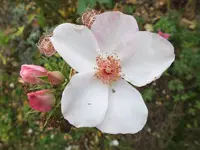 DSCF6247.webp