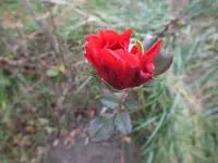DSCF6282.webp