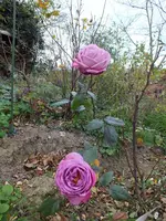 DSCF6233.webp