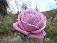 DSCF6240.webp