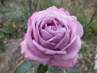 DSCF6242.webp