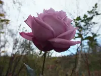 DSCF6239.webp