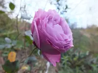DSCF6238.webp