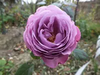 DSCF6236.webp