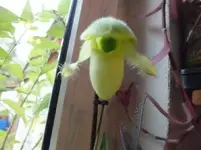 DSCF6005.webp