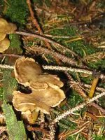 005_600x800.webp