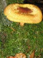 001_600x800.webp