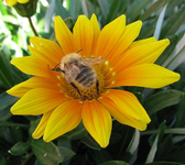 Gazanie (Mittagsblume).webp