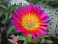 Mittagsblümchen (Delosperma).webp