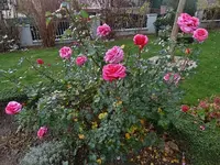 Rosenstrauß 005.webp