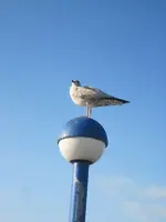004.webp