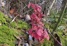 IMG_6796-a.webp