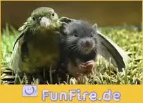 beste-kumpels[1].webp
