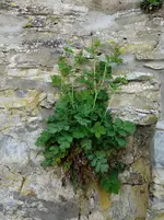 green (31).webp
