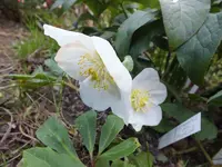 DSCF6212.webp