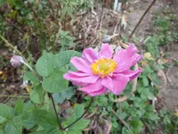 DSCF6232.webp