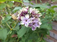DSCF6256.webp