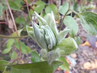 DSCF6250.JPG