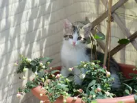 Cleo.webp