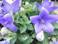 Bilda017.webp