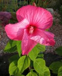 hibiskus moscheutos.jpg