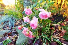 DSCF4589 (2).webp