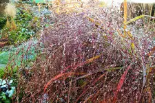 DSCF4586 (2).webp