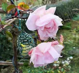 DSCF4599 (3).webp
