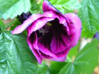 DSCN6668.webp