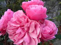 DSCN6682.webp