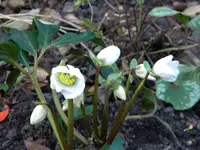 DSCN6676.webp