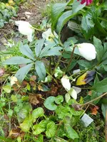 DSCF6342.webp