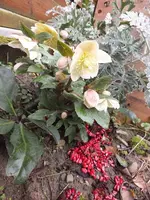 DSCF6339.webp