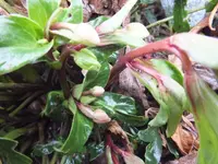 DSCF6388.webp