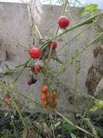 DSCF6394.webp