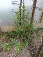 DSCF6393.webp