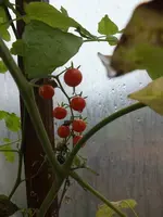 DSCF6399.webp