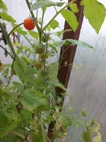 DSCF6401.webp
