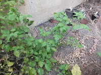 DSCF6397.webp