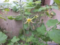 DSCF6396.webp