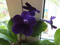 DSCF6417.webp