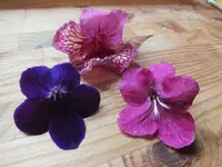 DSCF6424.webp