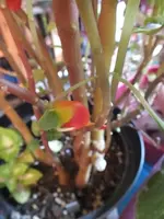 DSCF6415.webp