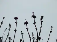 DSCF6319.webp