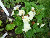 DSCF6341.webp