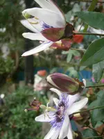 PB210875.webp