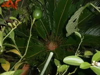 PB210882.webp