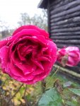 IMG_20151121_132733.jpg