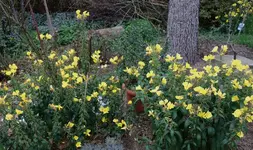 yellow (23).webp