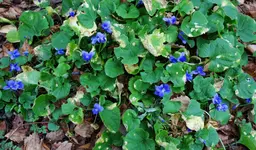 blue (68).webp